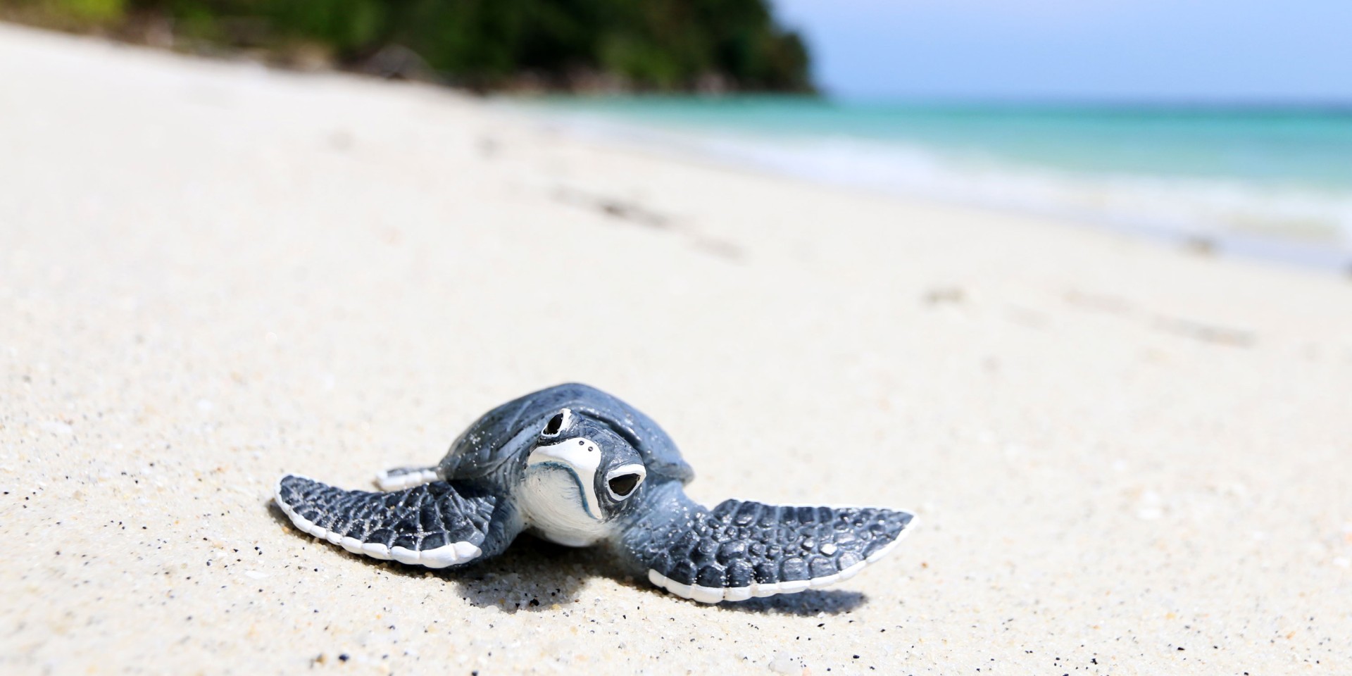 Seaya Holidays - Perhentian Island Turtle Egg Hatchling - Travel Inspiration