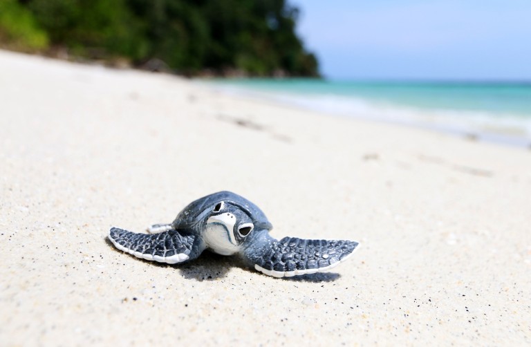 Seaya Holidays - Perhentian Island Turtle Egg Hatchling - Travel Inspiration