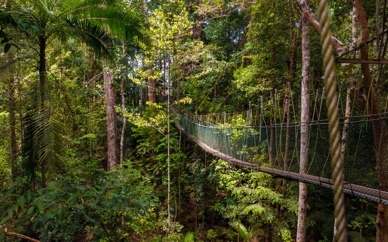 Seaya Holidays -Taman Negara National Rainforest - Travel Inspiration